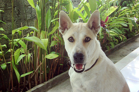 Strassenhund Bali