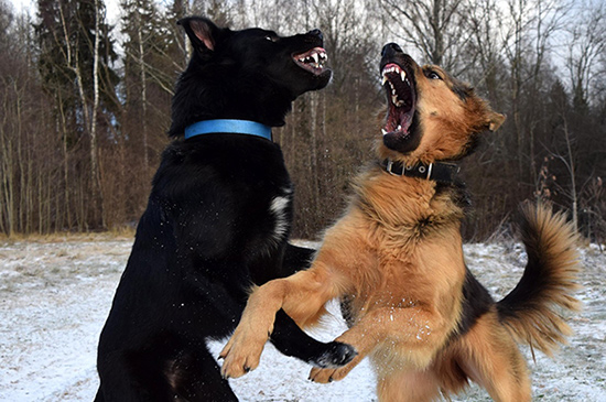 hund aggressiv gegen artgenossen