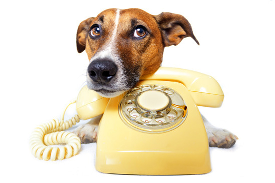 telefonberatung hund