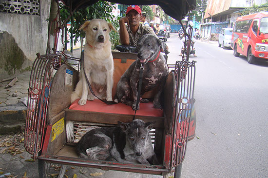 strassenhunde transport 