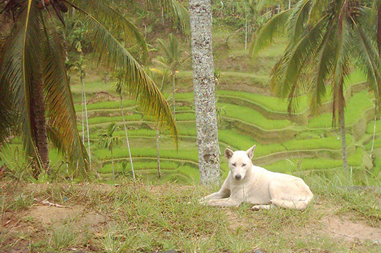 strassenhund in Bali vor reisfeld